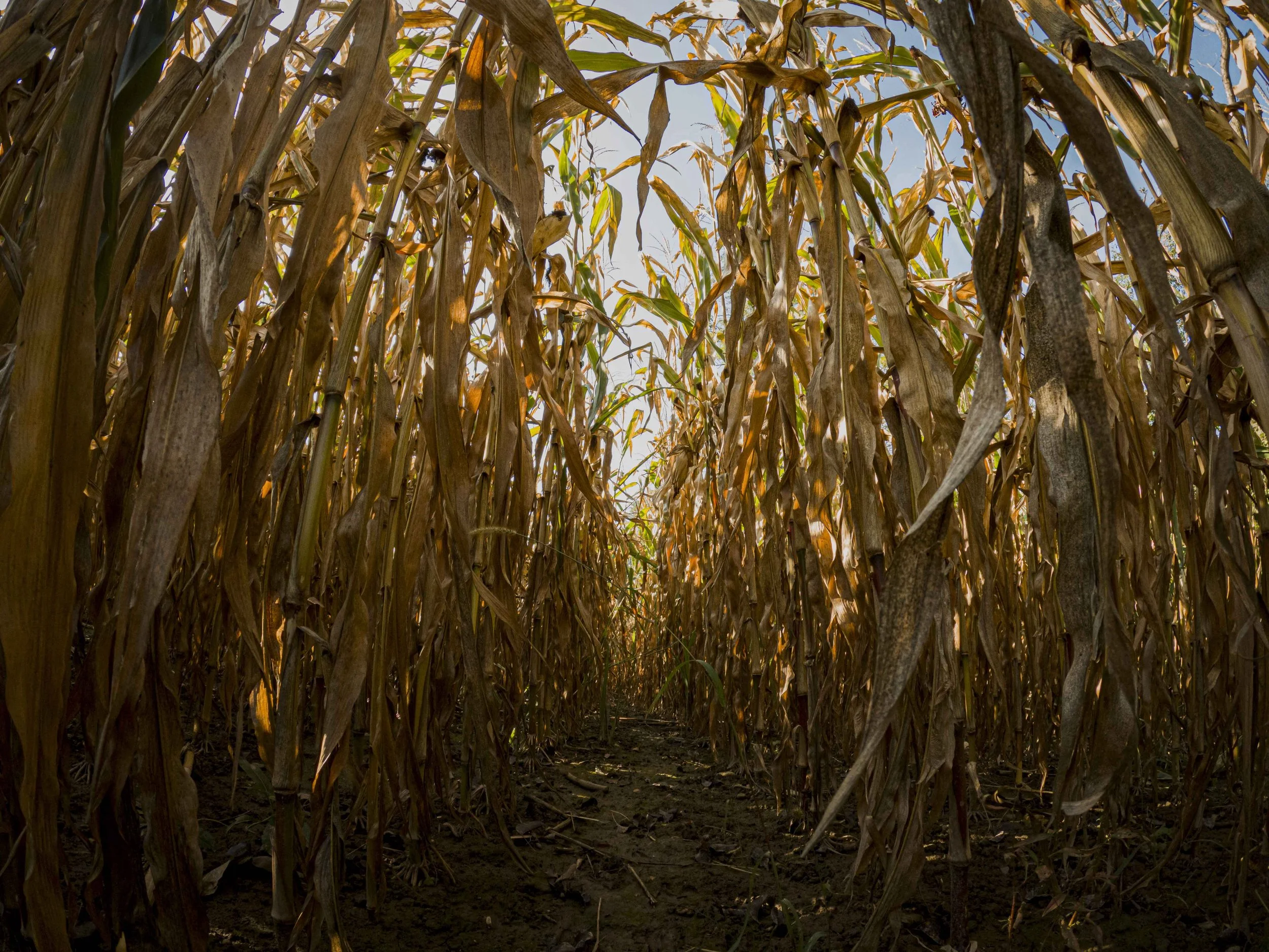 CORN.jpg