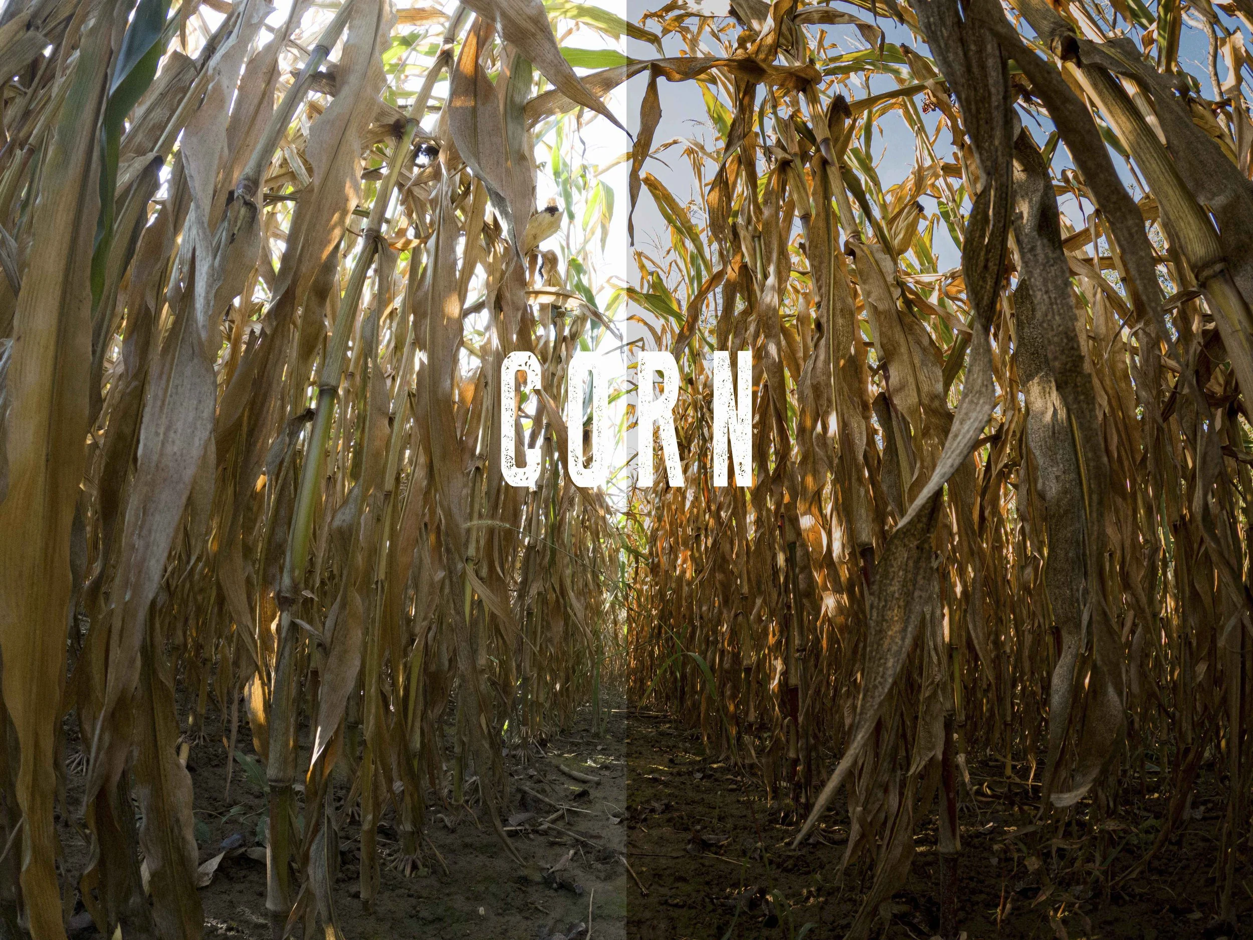 CORN TEXT.jpg