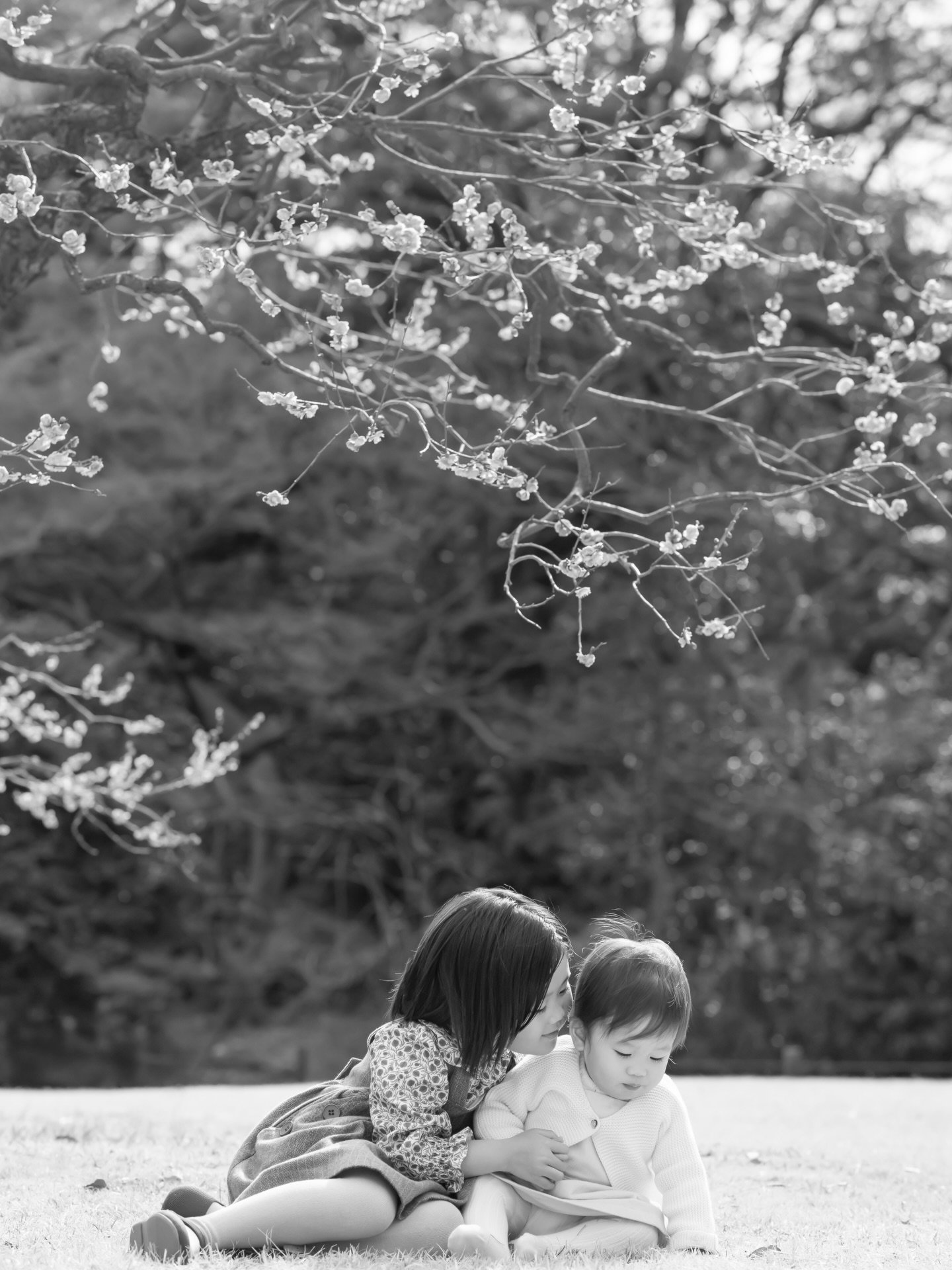 私の一時帰国に合わせての家族撮影はスケジュール的に難しいことが多く、最近は私から募集をして家族撮影を承ることは難しくなりましたが、今回お客様から撮影をご希望のご相談をいただき、私の限られた日程に合わせて下さり、特別に家族撮影を承りました。

私は晴れ女でロケーション撮影では晴れることがほとんどですが、今回はめずらしく雨で、予定していた昨年12月には撮影が叶いませんでした。

リスケは2月になり、まだ寒い時期でしたが、梅が咲き始めた頃に、撮影させていただきました。

ありがたいことに約5年前のマタ