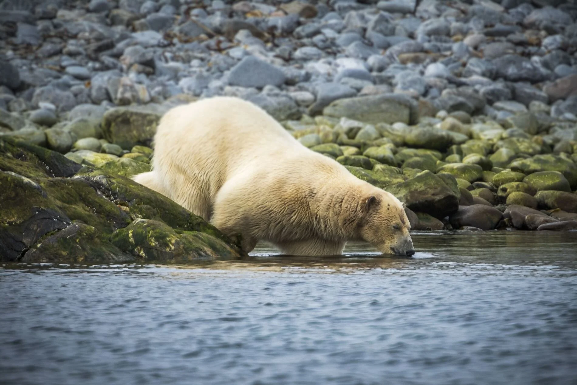 Spitsbergen13.jpg