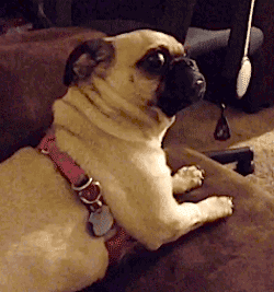 dog.gif