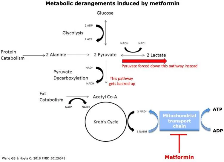 Metformin Associated Lactic Acidosis — Maimonides Emergency Medicine