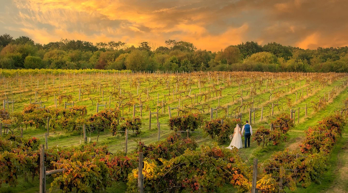A bride and groom walk hand-in-hand through a vineyard at sunset, with yellow and orange sky and lush green and autumn-colored grapevines.