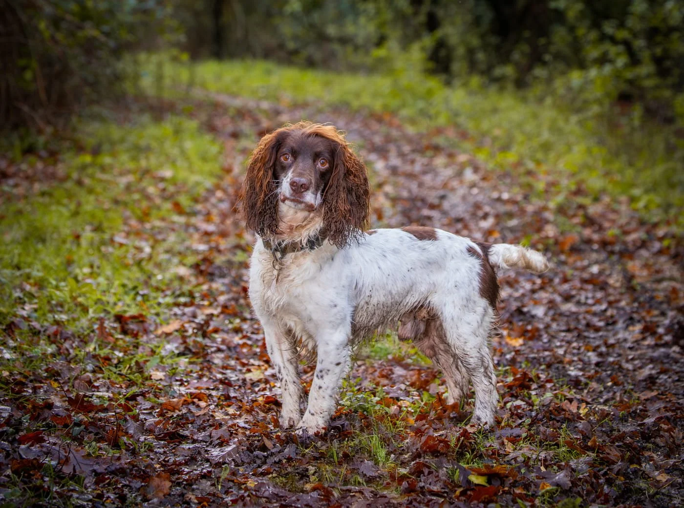 Dog Portrait Photography and Natural Pet Photos