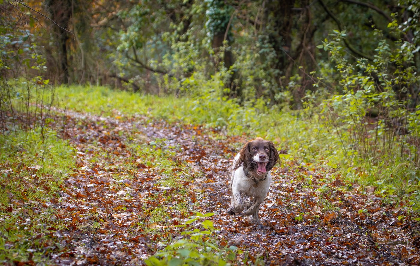 English springer spaniel running on autumn forest trail in natural outdoor setting