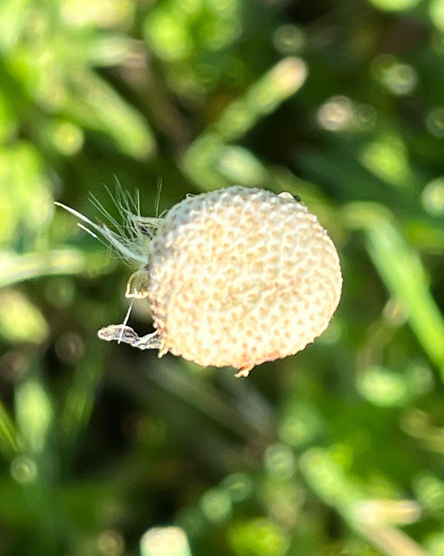 Empty dandelion! #nature #nofilter