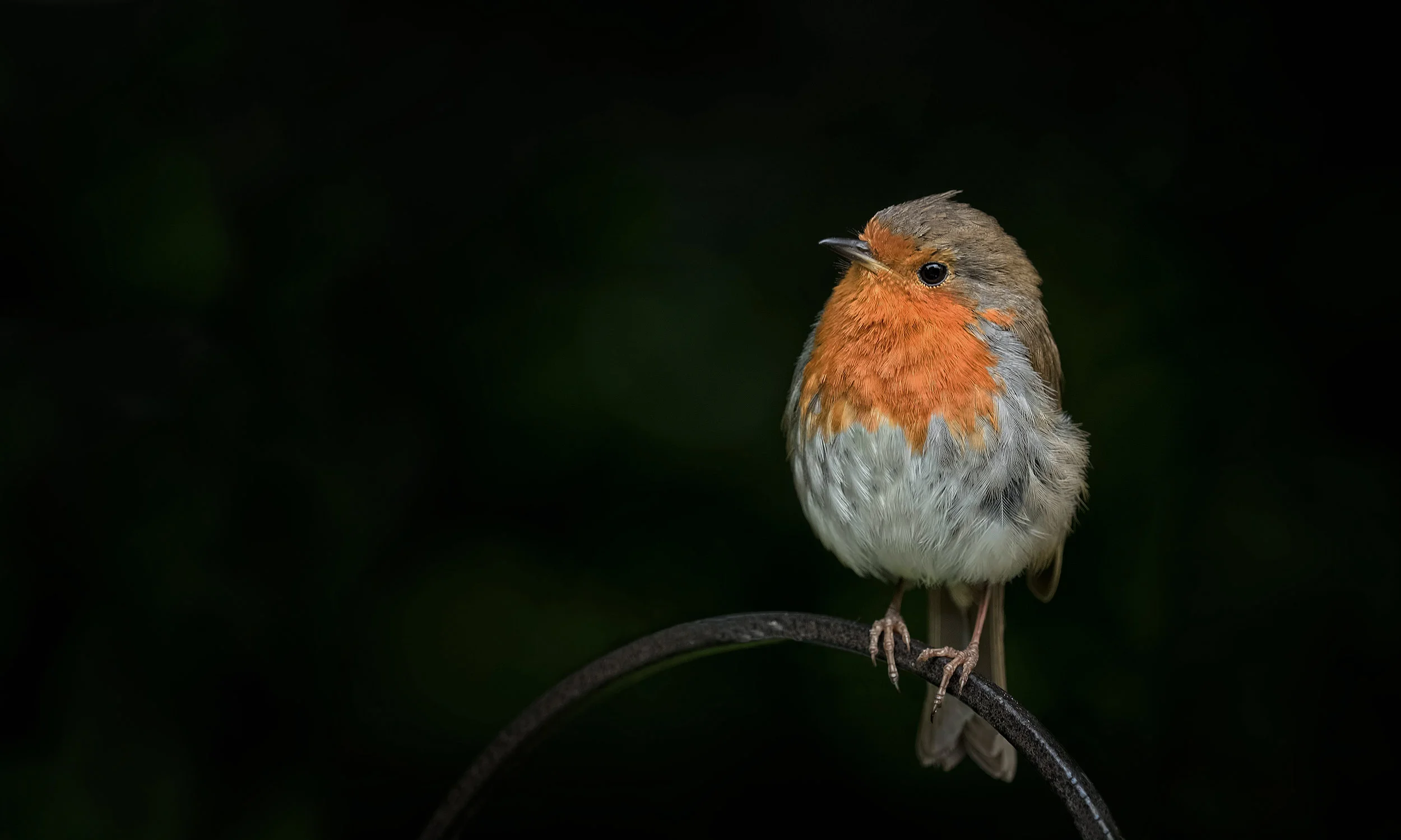Pet_Bird_Photography_Sussex_Surrey.jpg