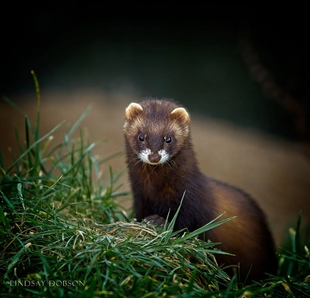 Native Wildlife Photography in the UK