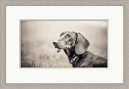 Dog Photographer Brighton East Sussex