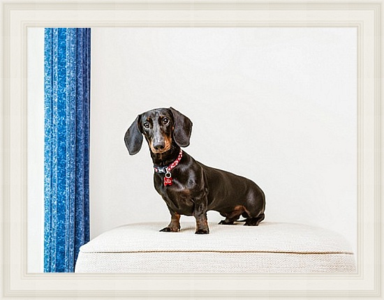 Pet Dog Photographer East Sussex