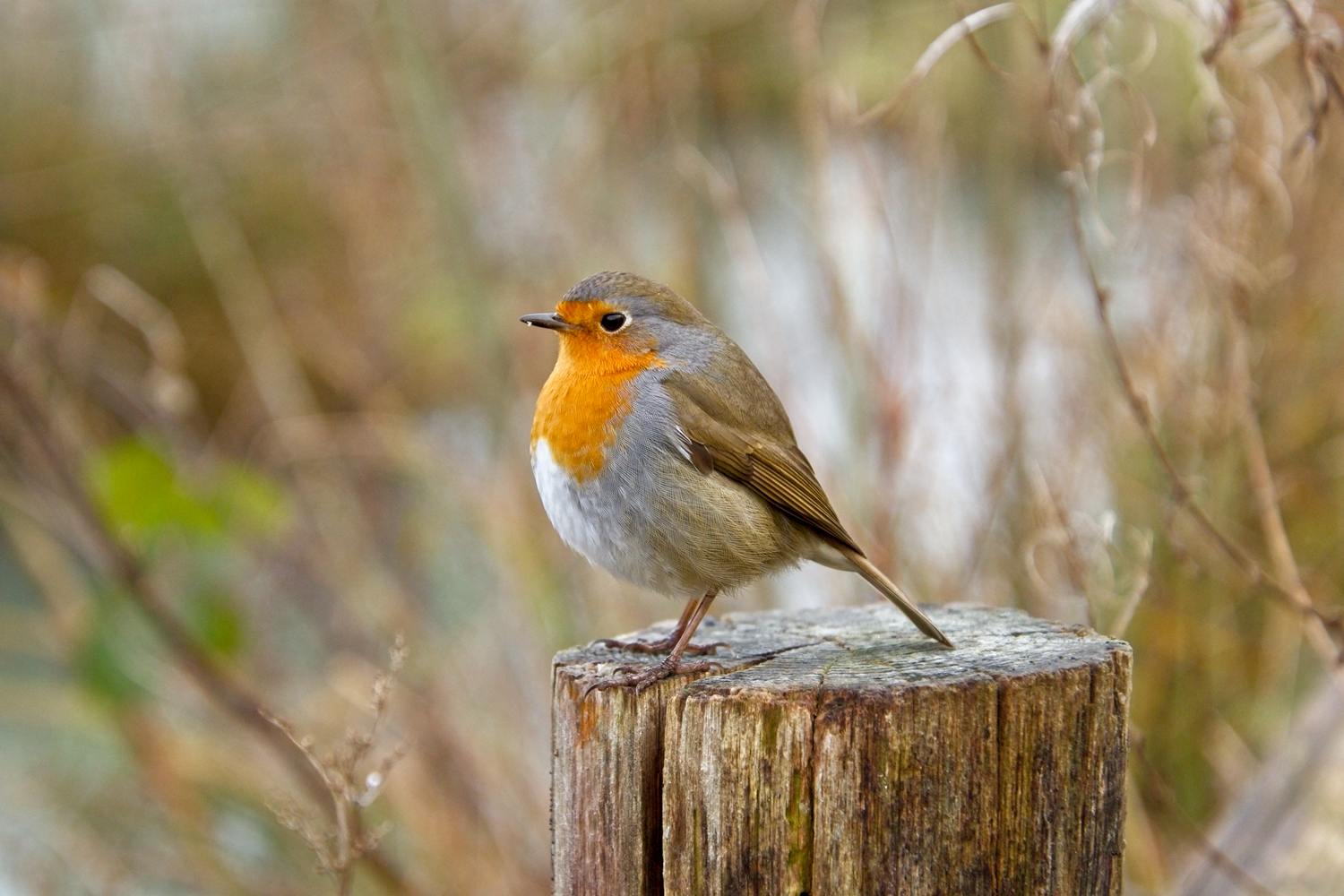 Bird Photography West Sussex