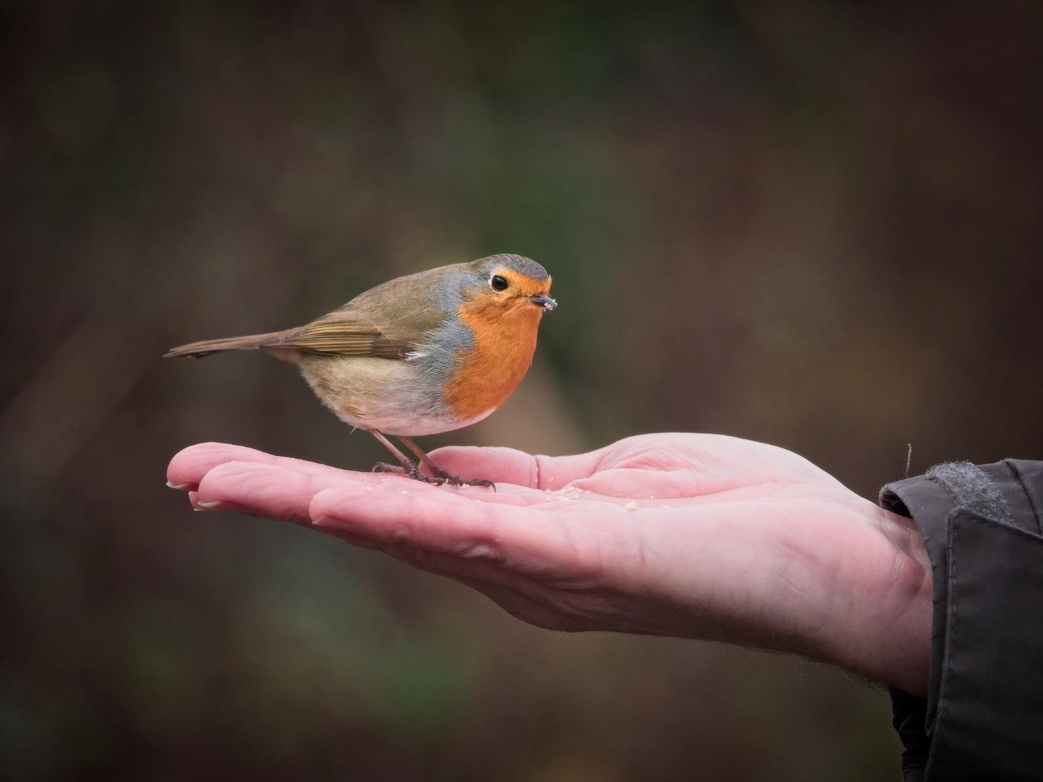 How to Train a Robin to Hand Feed