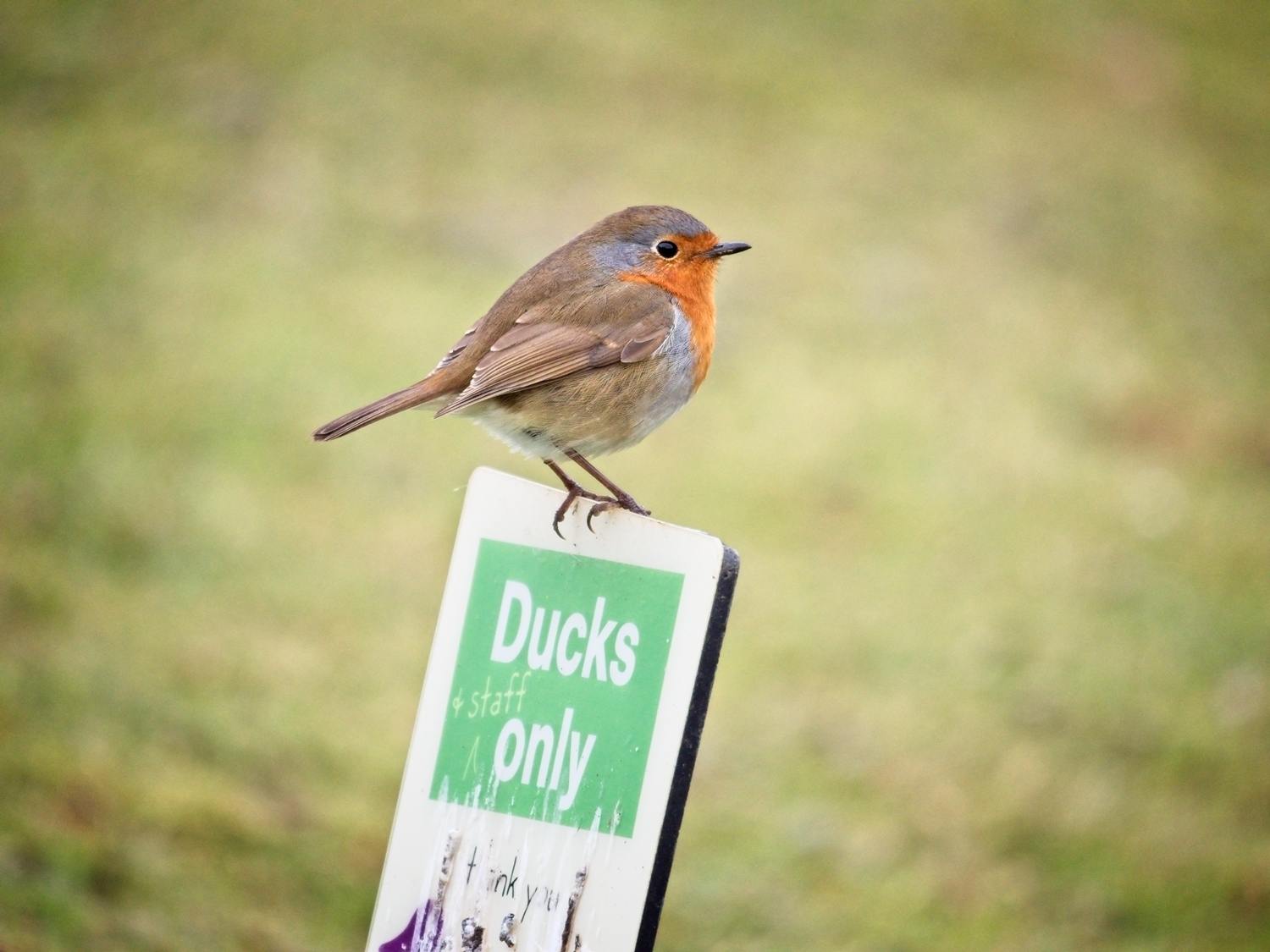 Bird_Photographer_West_Sussex_Robin_1000 copy8.jpg