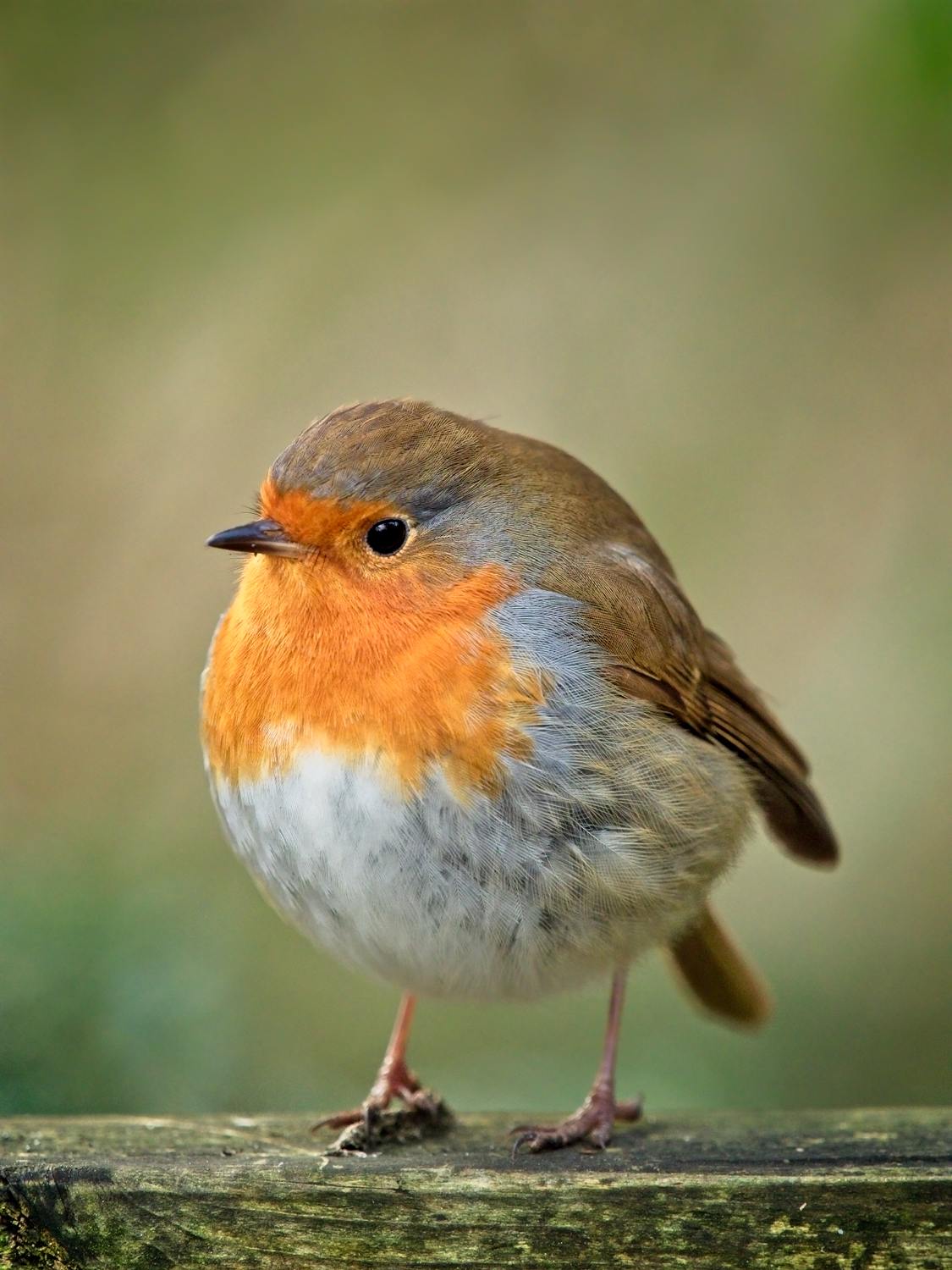 Robin Red Breast Bird Facts