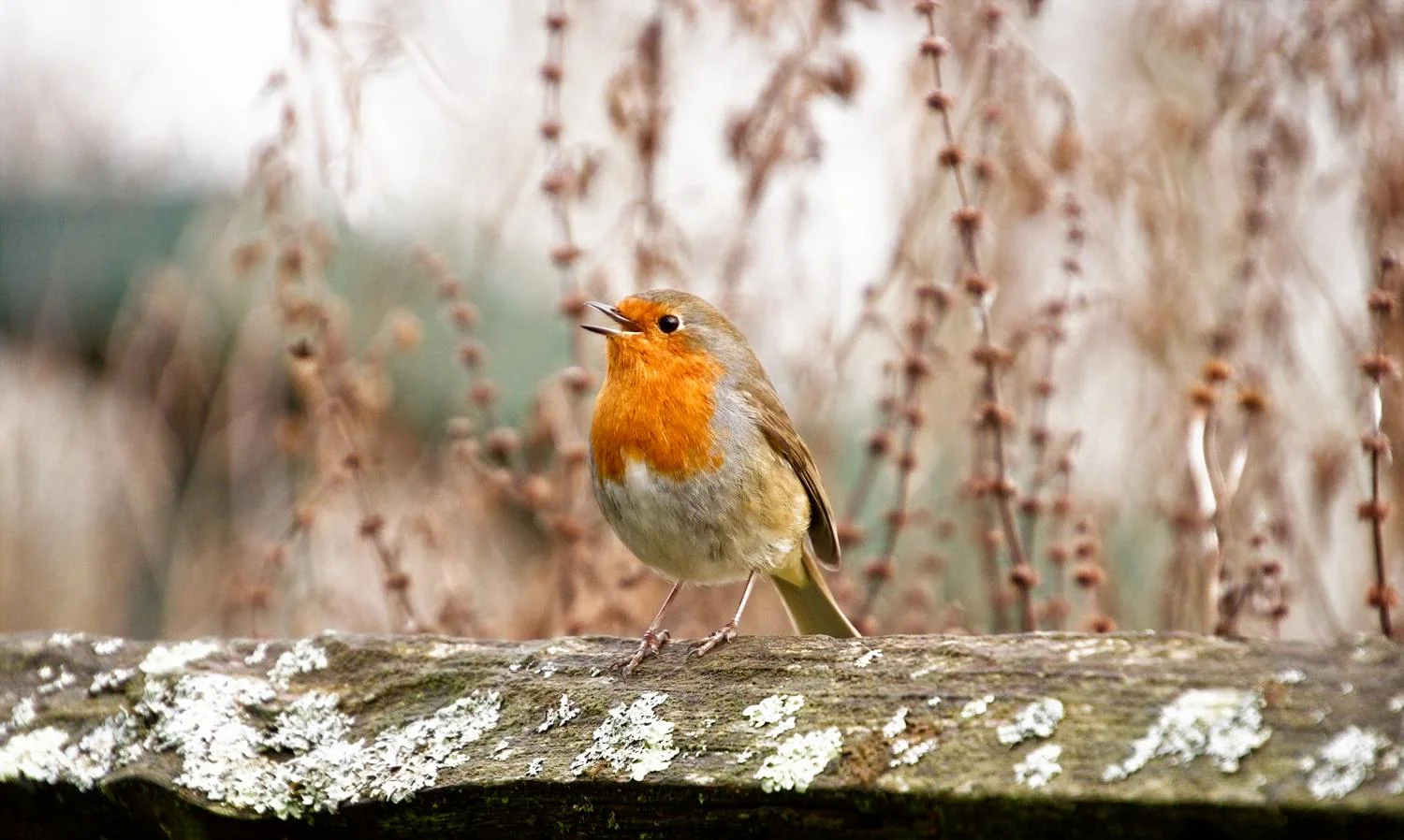 Some Interesting Facts about the Robin Redbreast