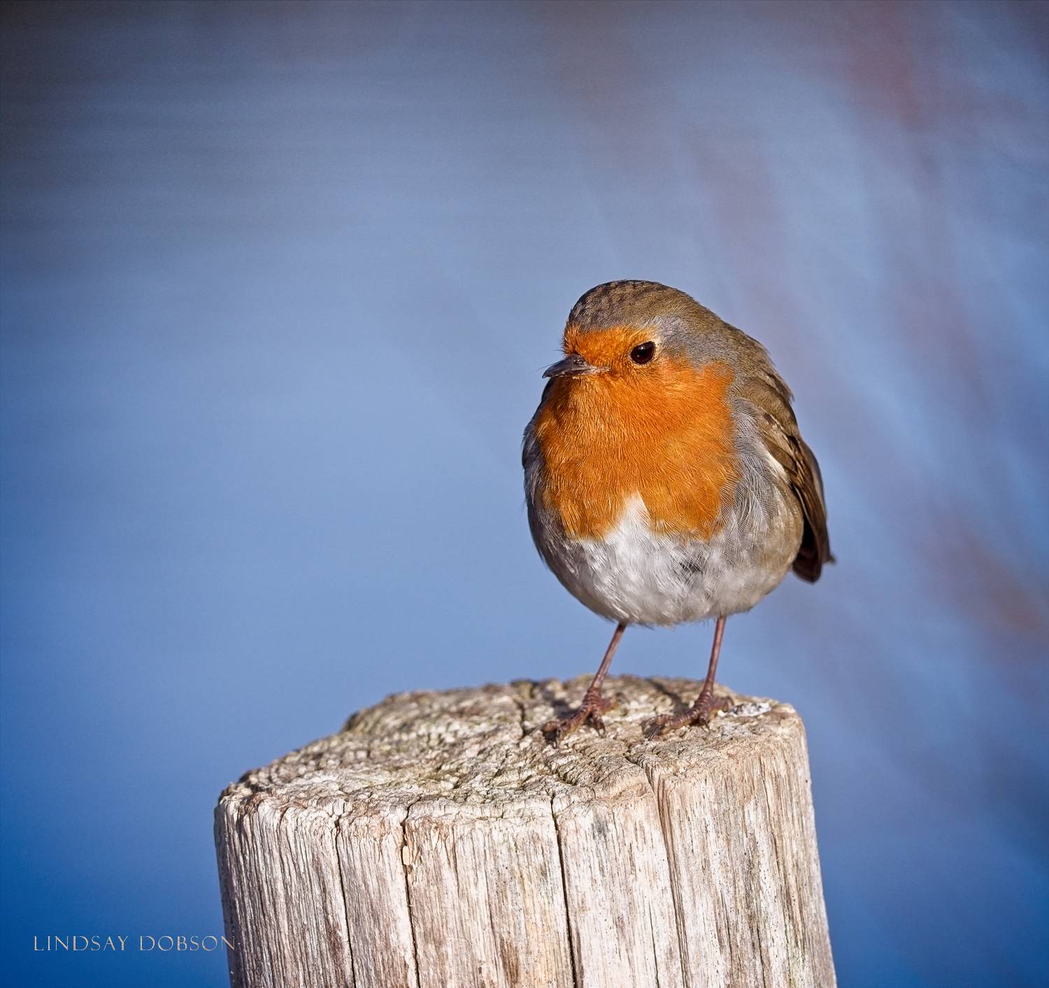 Lenses_Bird_Photography_Leica_100to400_ copy.jpg