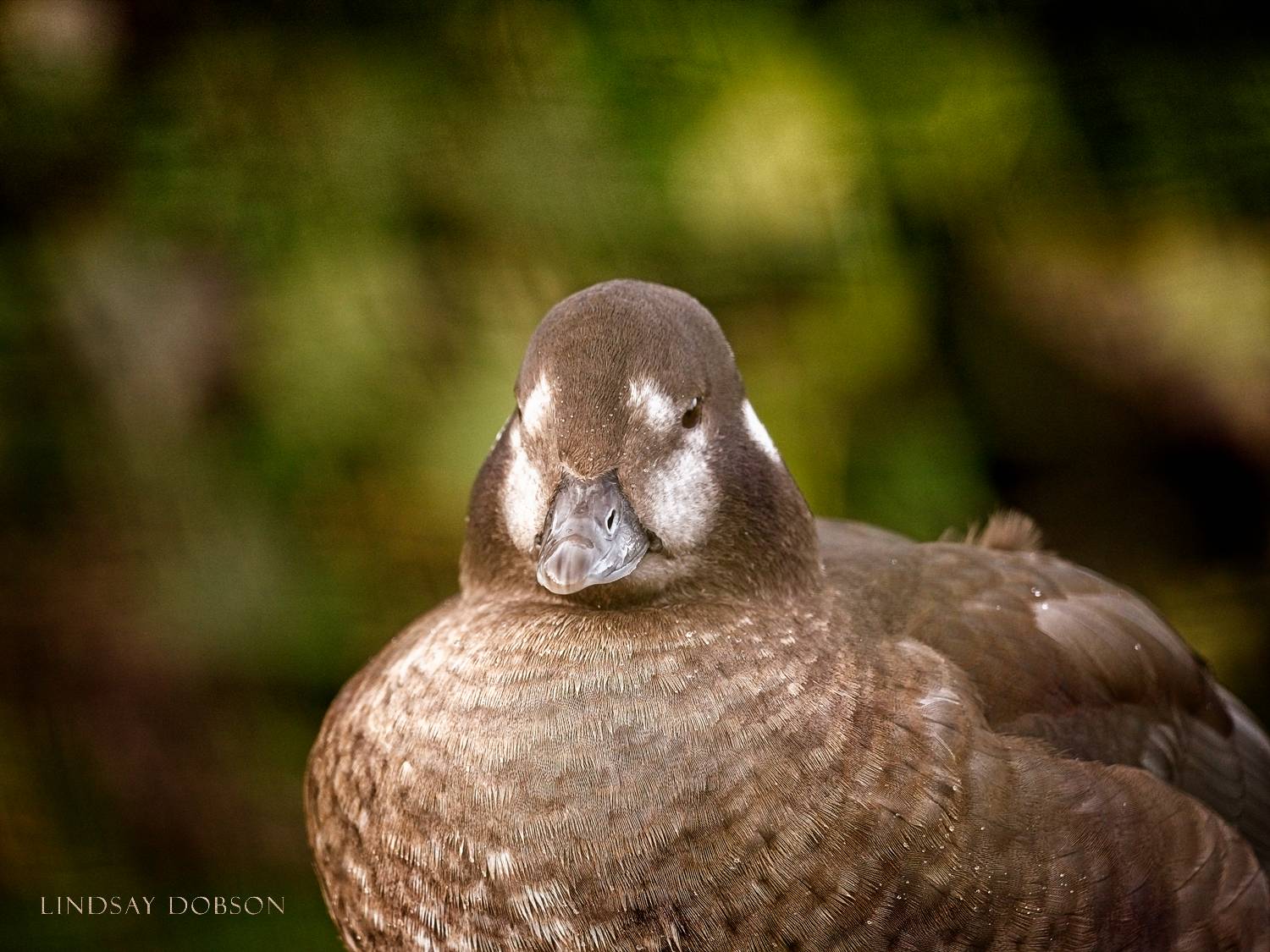 The Best Lenses for Bird Photography