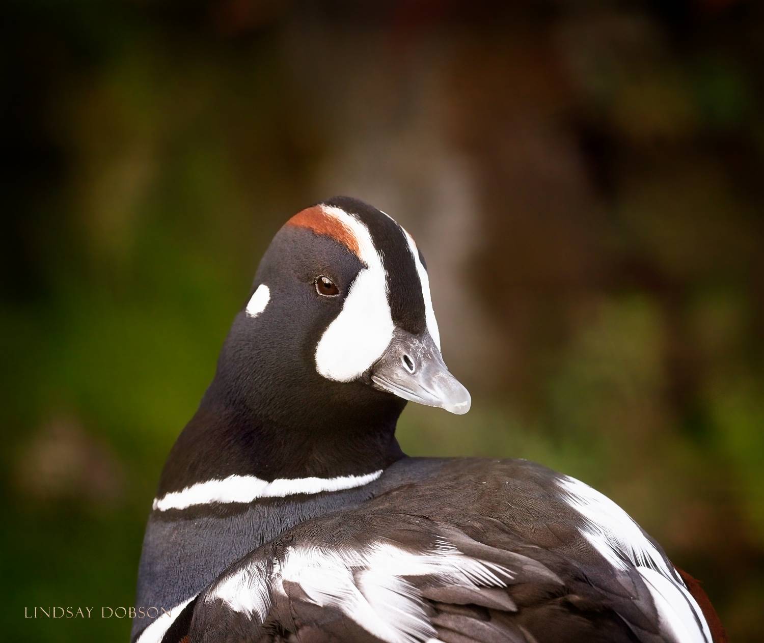 The Right Lens for Wildlife Photography