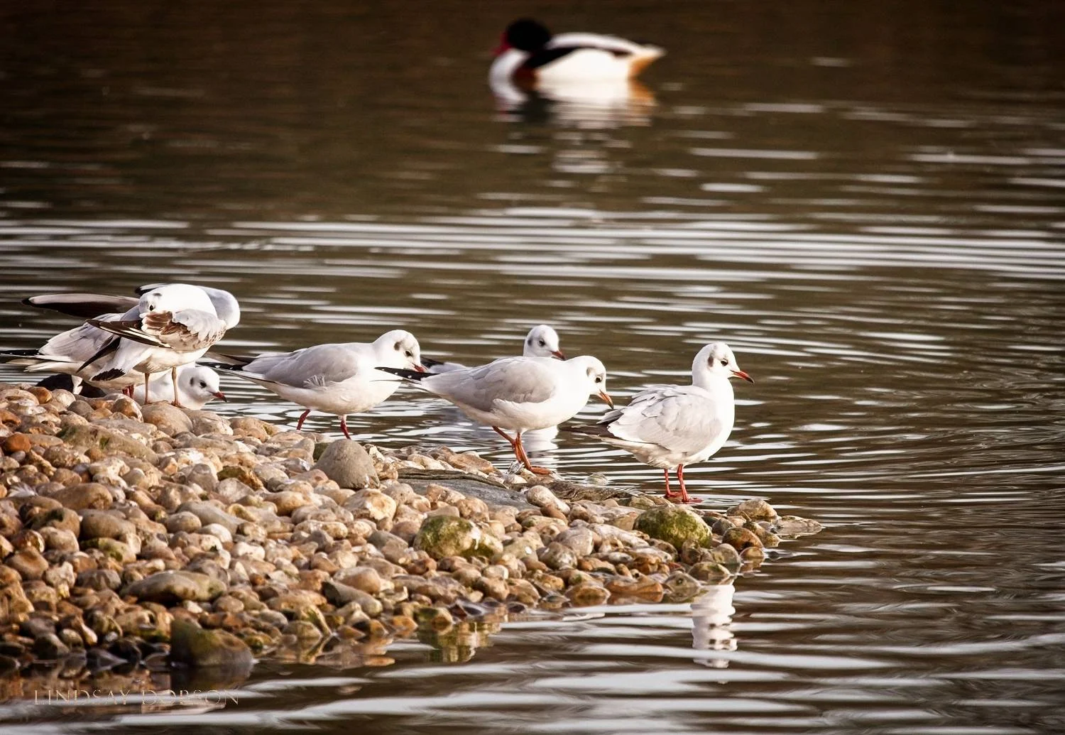 Lenses_Bird_Photography_Leica_100to400_ copy7.jpg