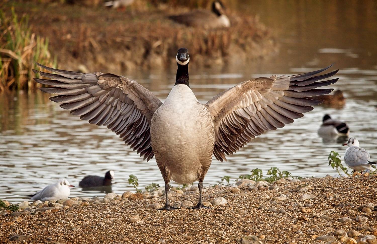Lenses for Bird Photography Panasonic Leica 100-400