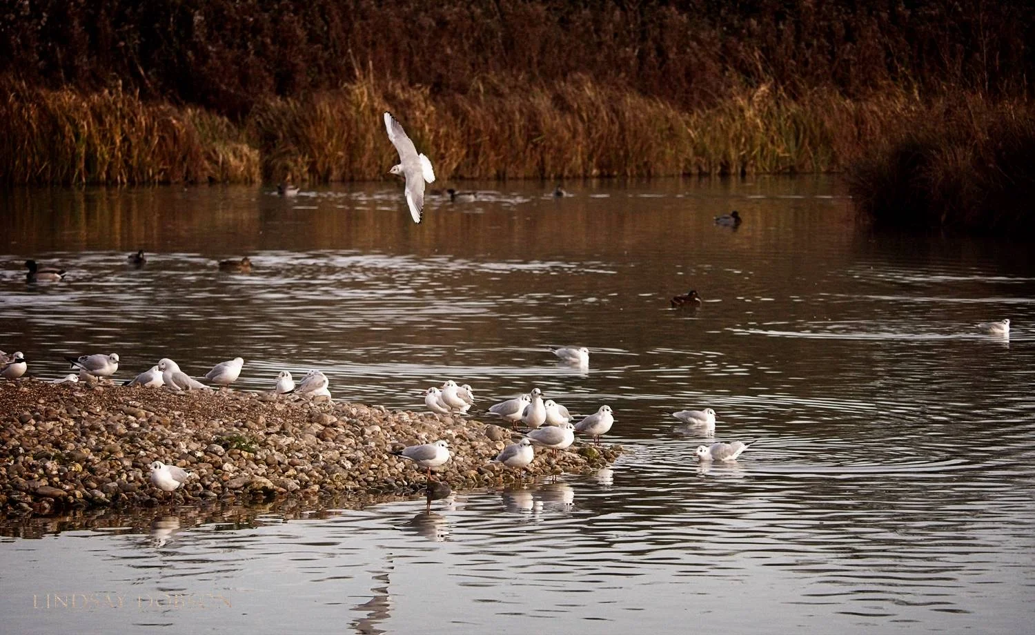 Lenses_Bird_Photography_Leica_100to400_ copy11.jpg