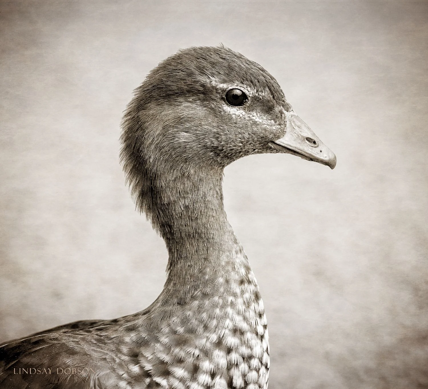 Fine Art Pet and Animal Photography Surrey Maned Goose