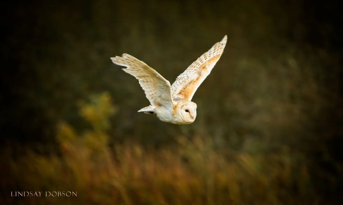 Nature and Wildlife Photography West Sussex, British Owls