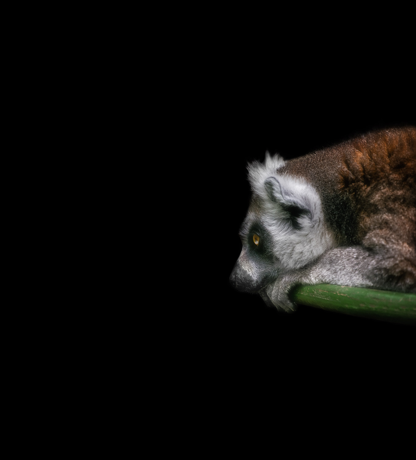 Fellow-of-the-British-Institute-of-Professional-Photography-Animal-Photographer.jpg