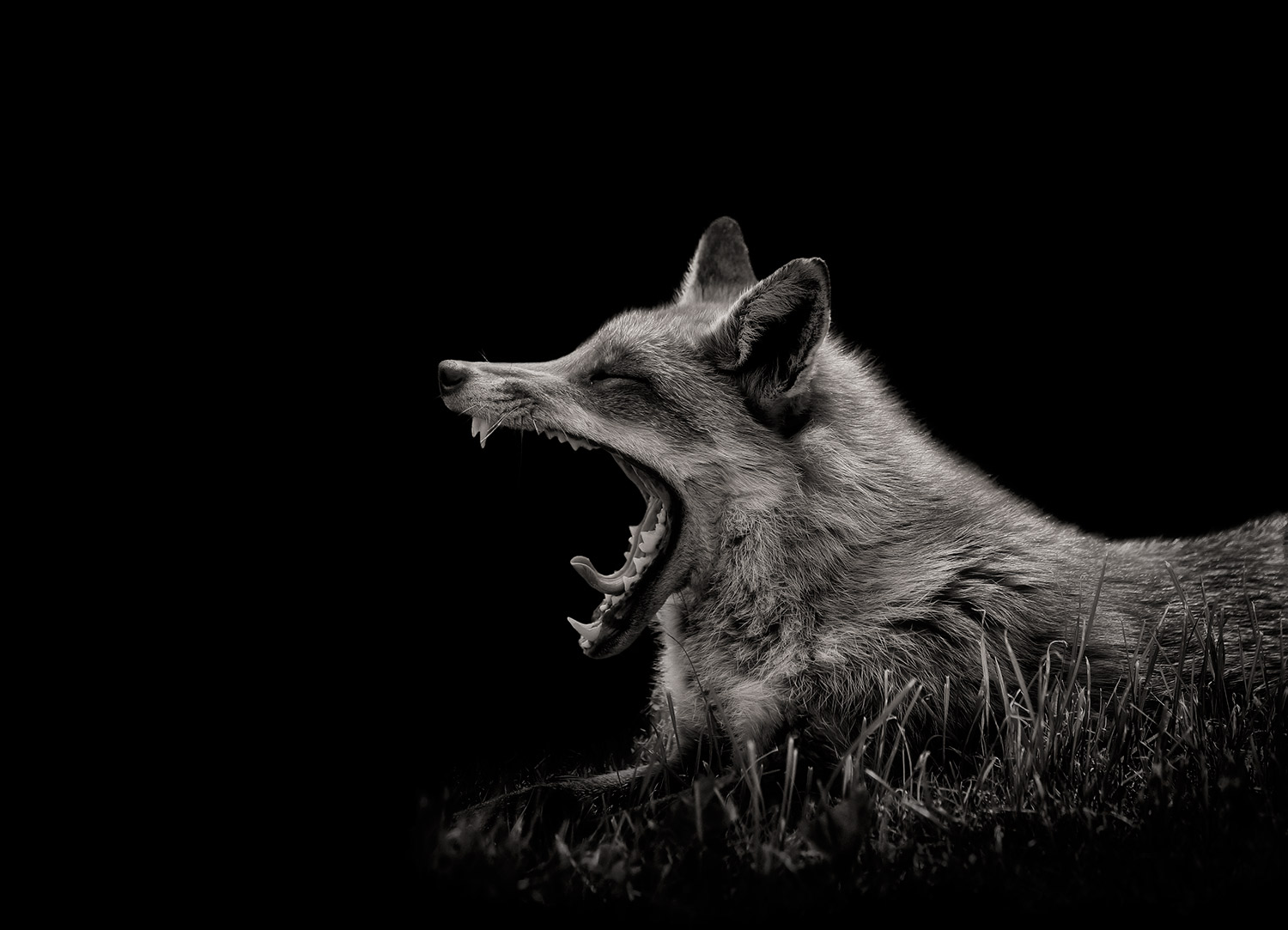 Fellow-of-the-British-Institute-of-Professional-Photography-Wildlife-Photographer.jpg