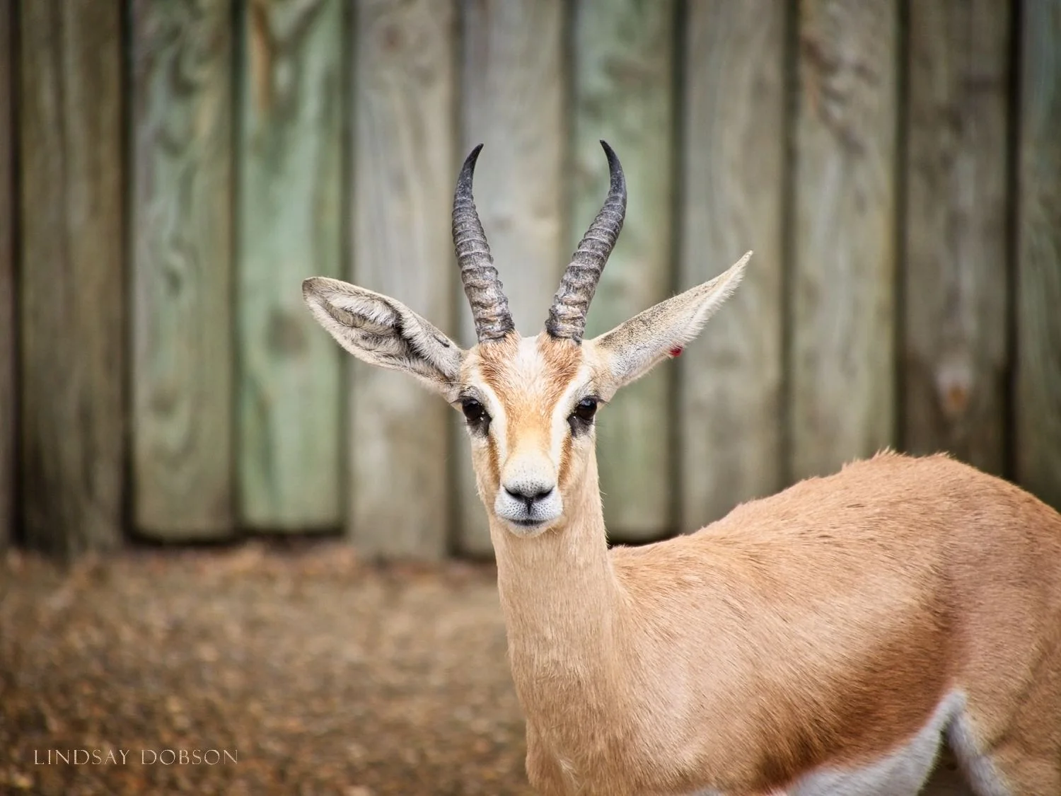 Photography at Marwell Zoological Park Hampshire