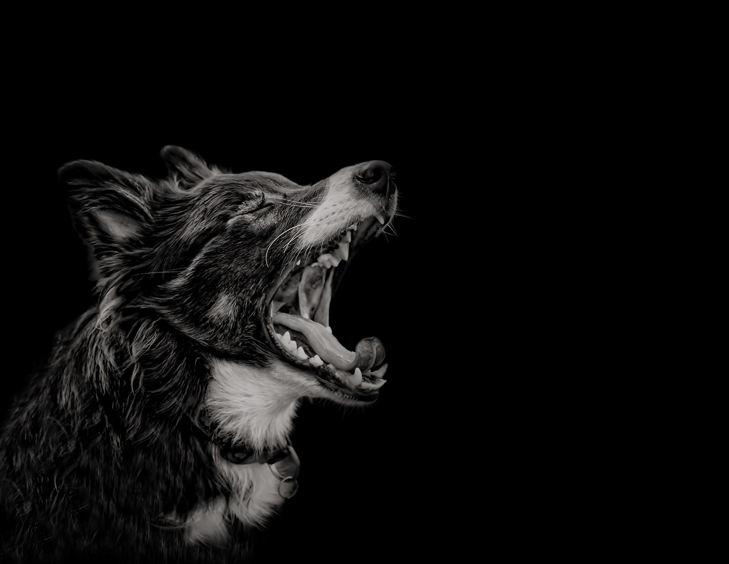 Nominated for The Societies Pet Photographer of the Year