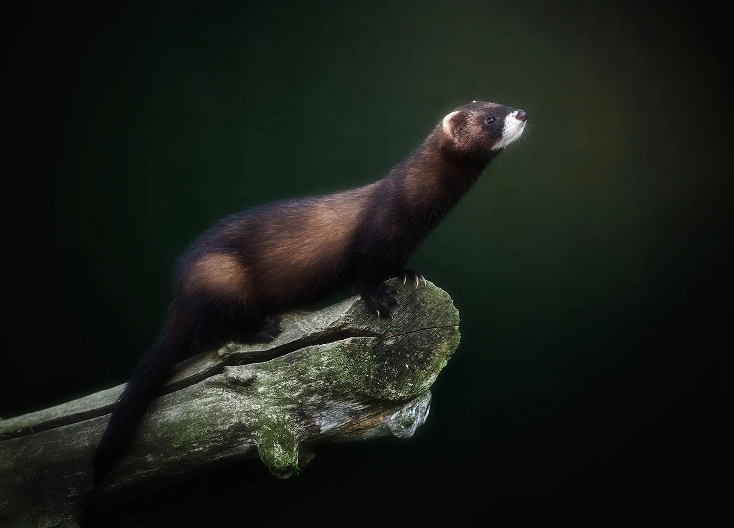 Pet Polecat Photography in Surrey
