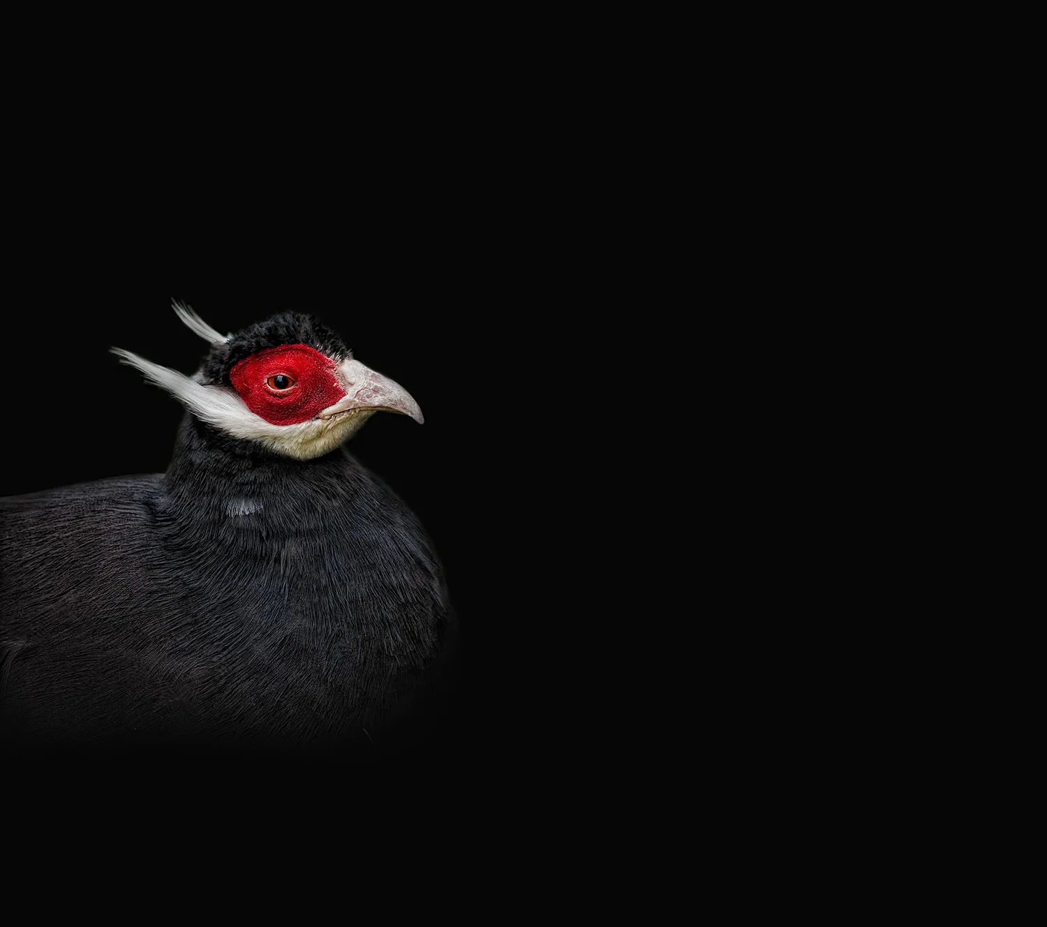 Pet Bird and Rare Breed Photography Surrey | Blue Eared Pheasant