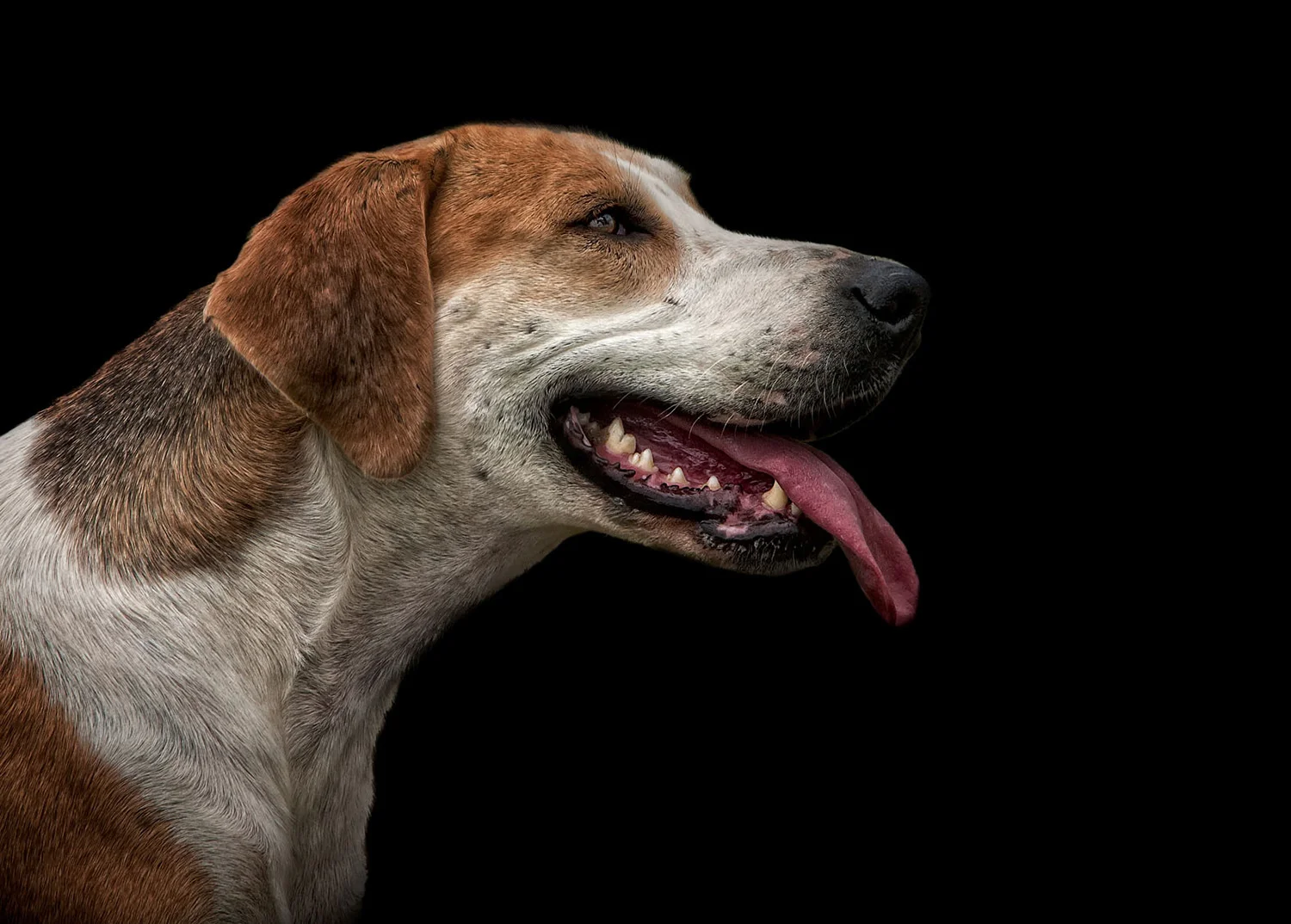 Fine Art Pet Dog Photography Surrey Fox Hound