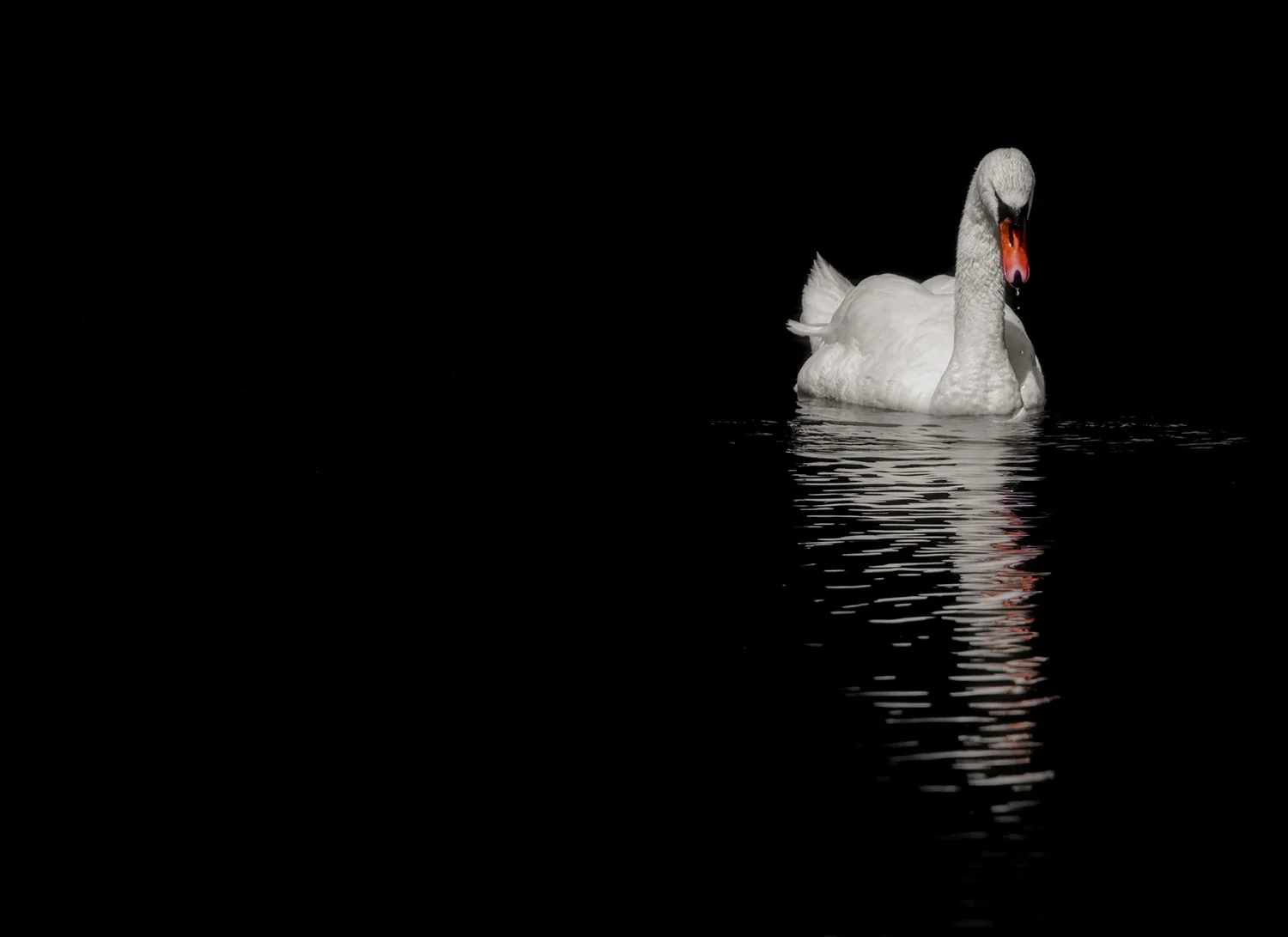 Award Winning Wildlife Photographer Surrey