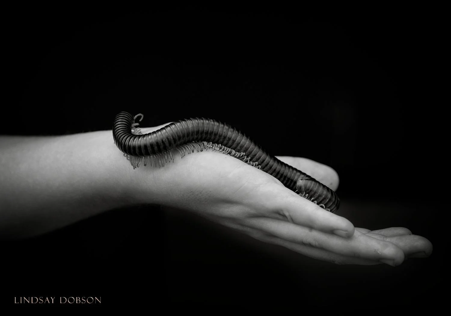 Pet Insect Photography West Sussex Giant Millipede