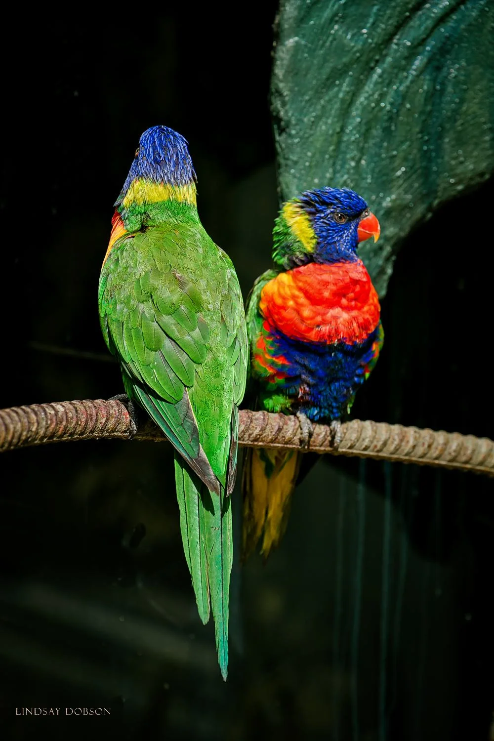 How to Photograph Captive Animals in a Zoo