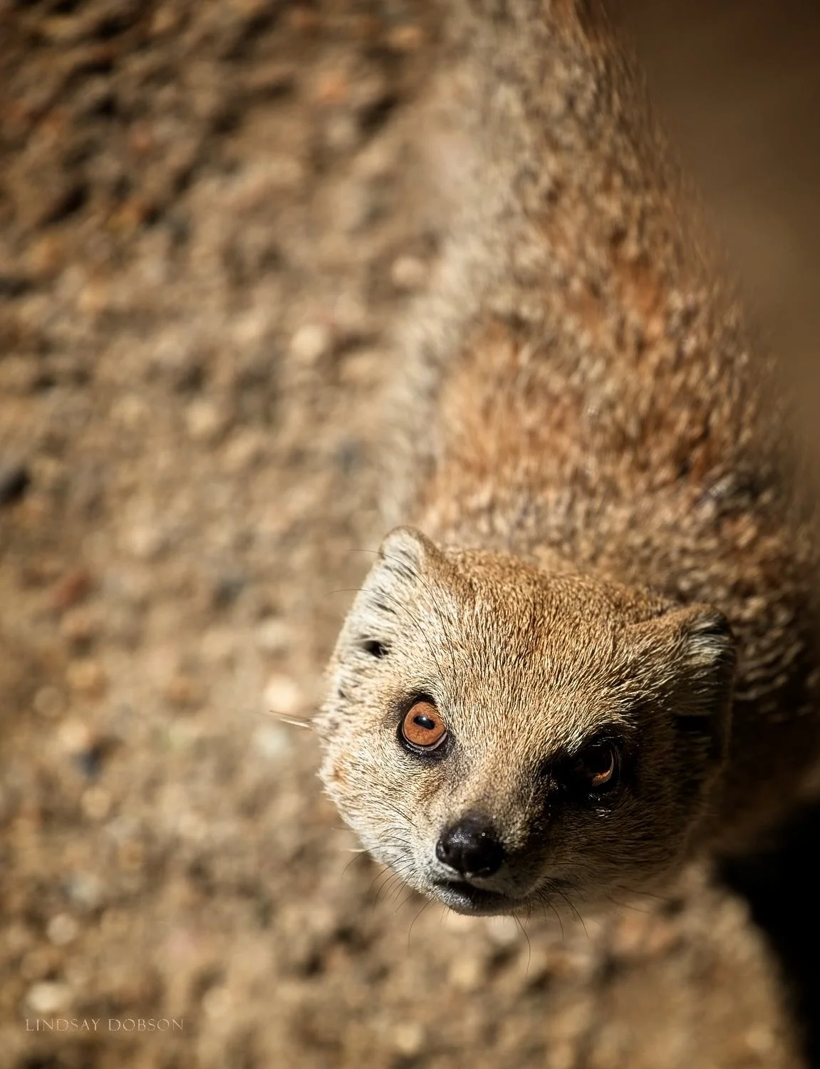 How to Photograph Animals in Zoos copy28.jpg