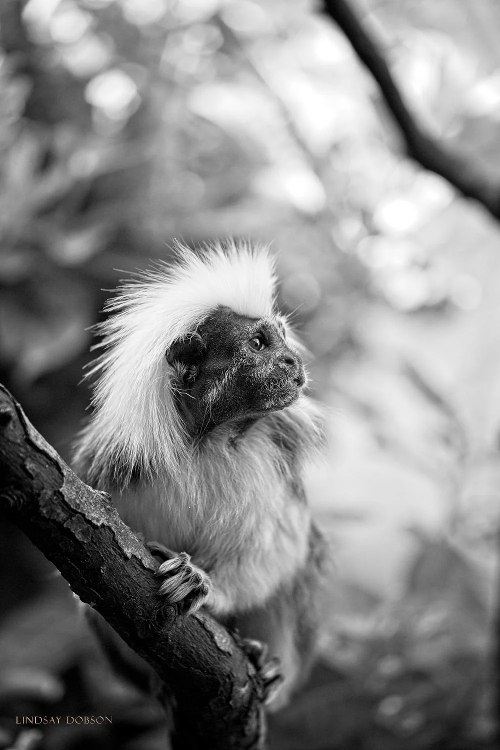 Tips on Photographing Captive Animals in a Zoo
