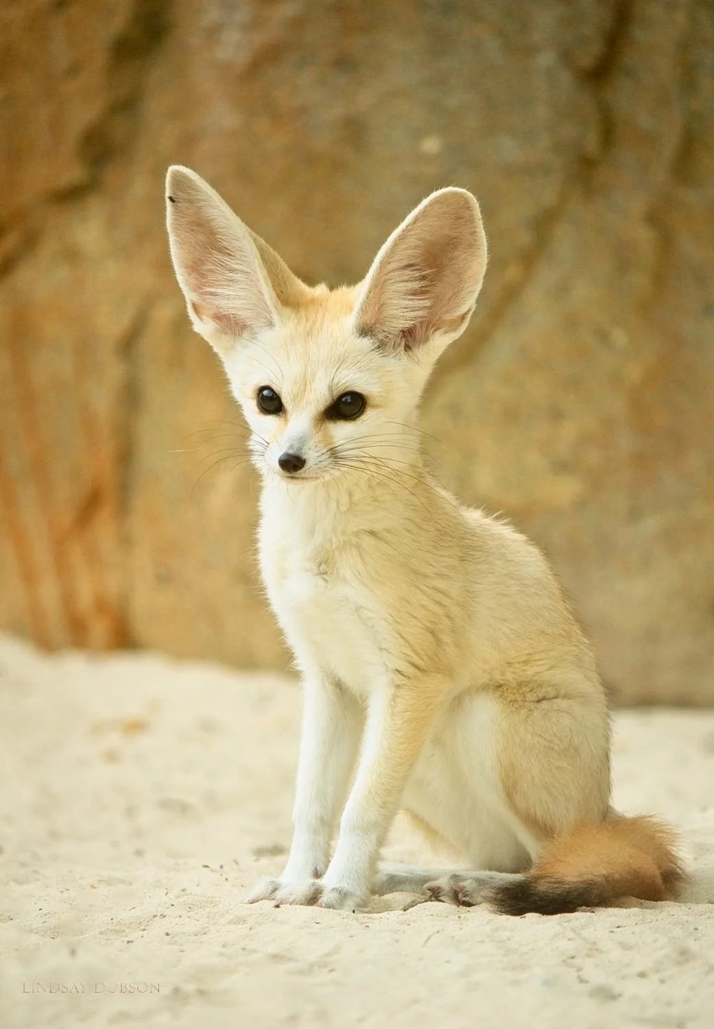 Zoo Photography Tips