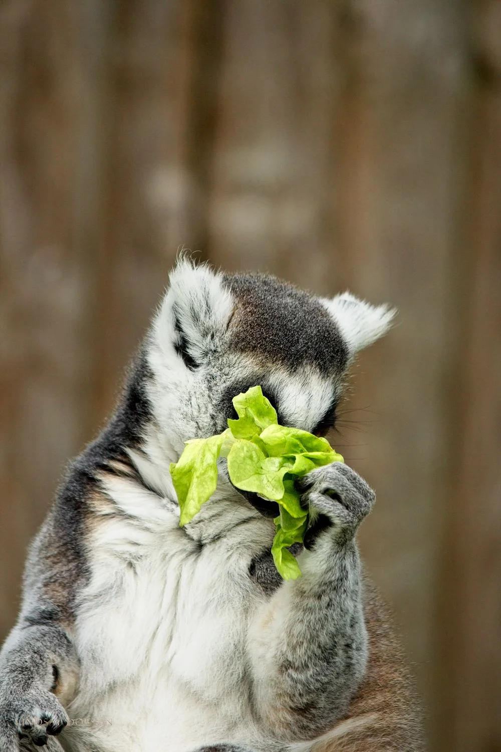 How to Photograph Captive Animals in a Zoo