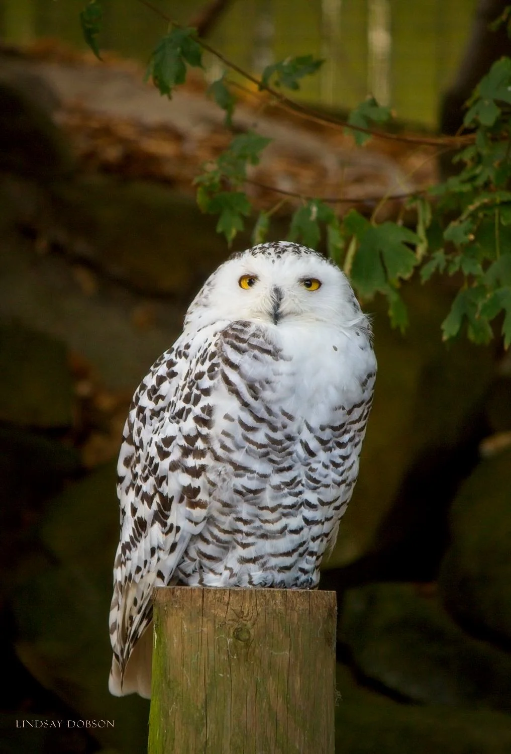 How to Photograph Animals in Zoos copy38.jpg