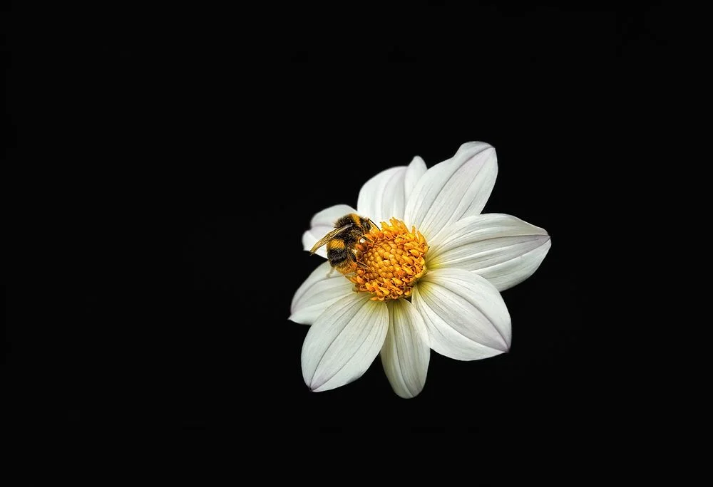 Bees are vital to the natural environment but they’re declining here in the UK