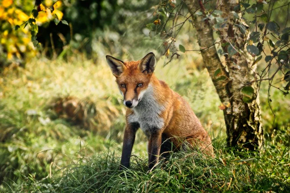 Fine Art Pet and Wildlife Photography Surrey | BPPA Gold and Silver Medals