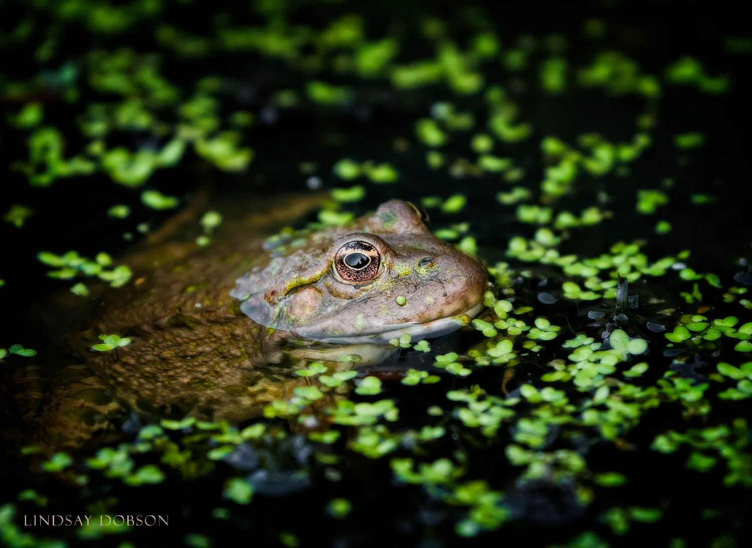 Exotic Pet and Wildlife Photography Surrey | Marsh Frog
