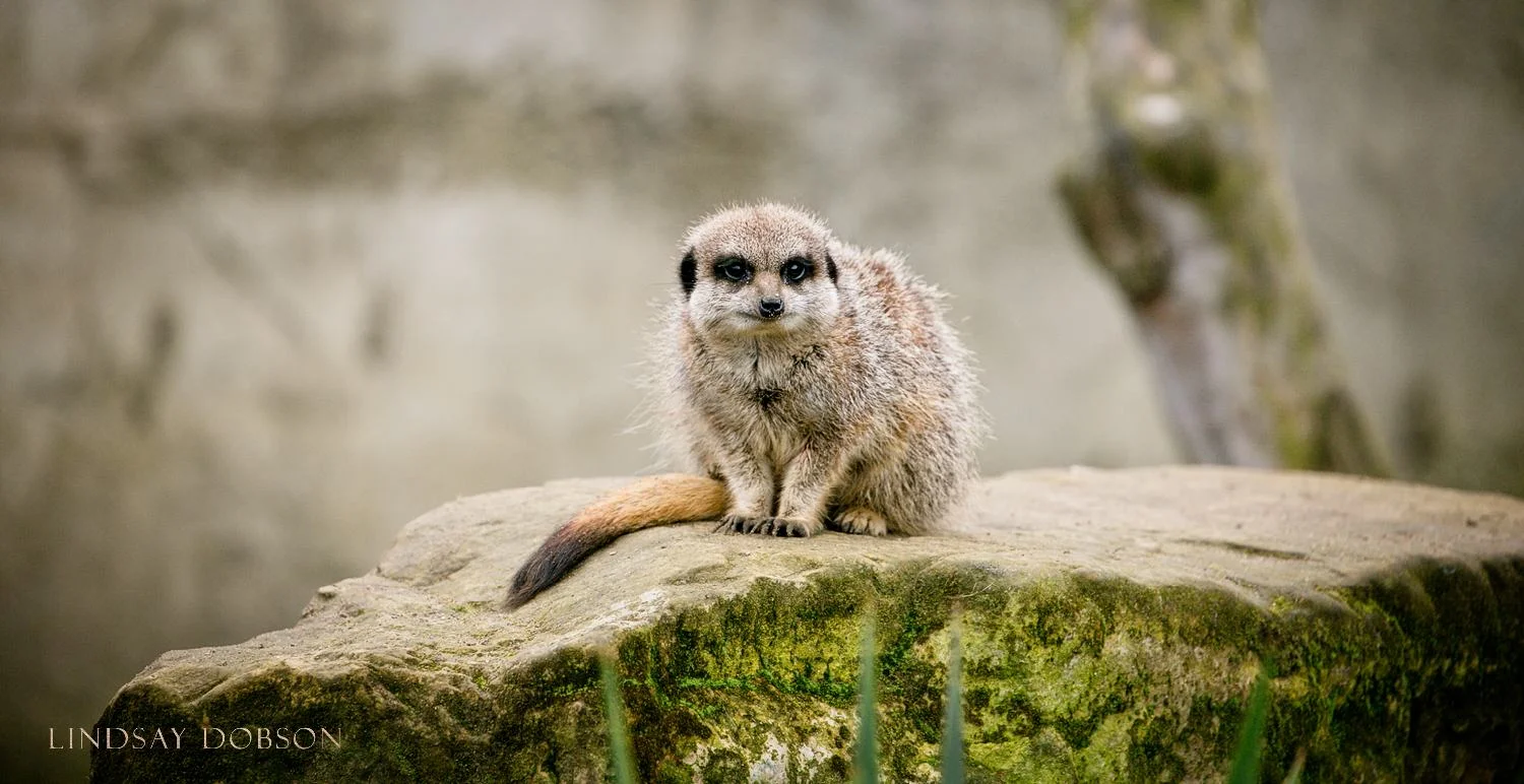 How to Photograph Captive Animals in a Zoo