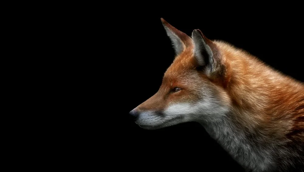 Red Fox Portrait Surrey | Surrey Animal Photographer