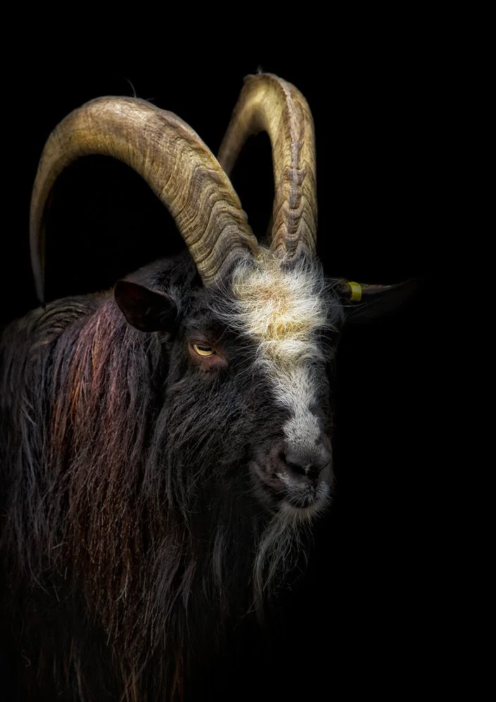 Rare Breed Livestock and Animal Photography West Sussex | English Goat