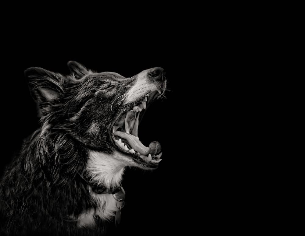 Pet Collie Dog Photography Chichester West Sussex
