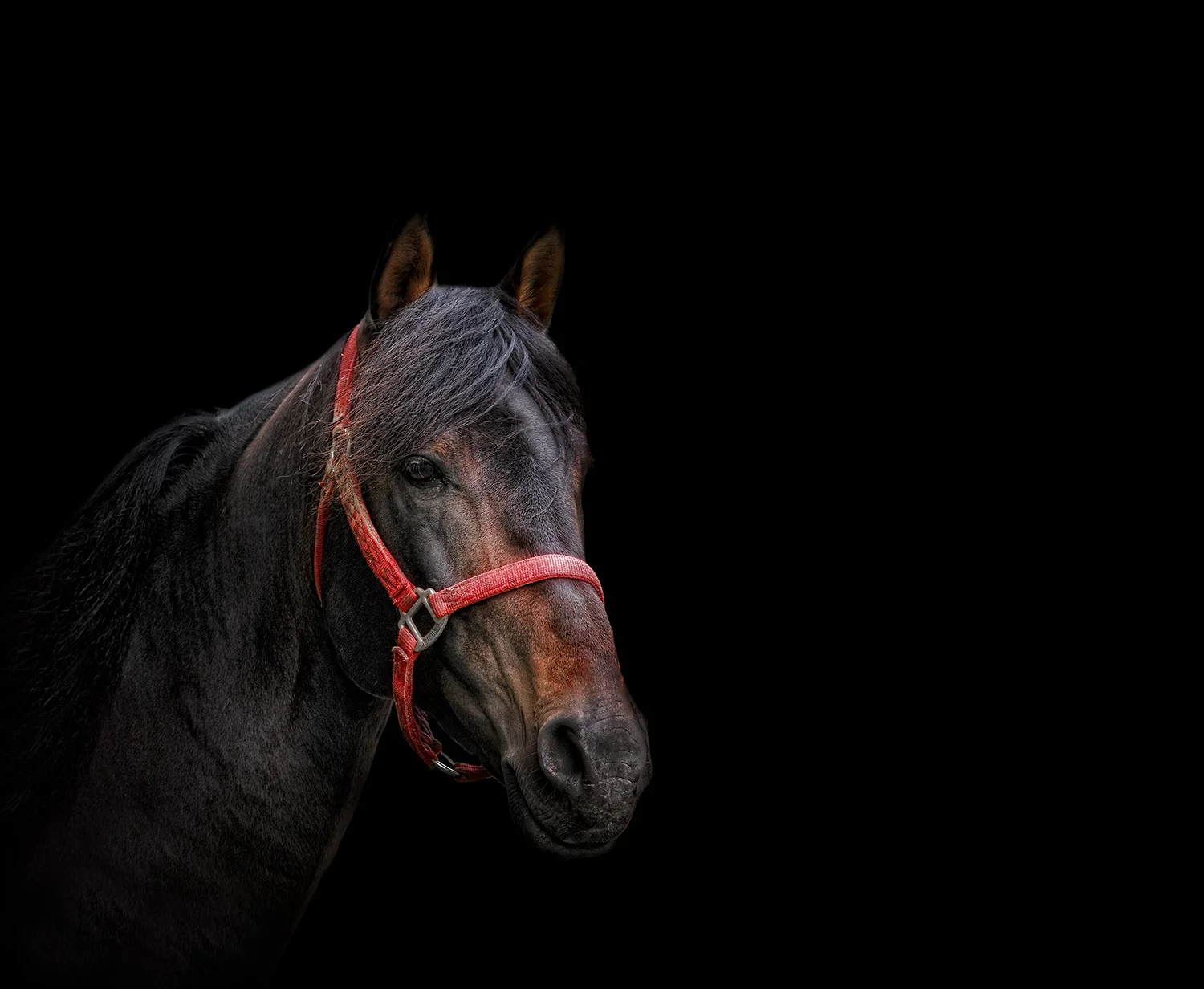 Equine Fine Art Portrait Photography Chichester West Sussex